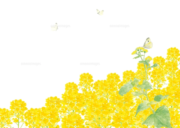 水彩で描いた菜の花と蝶の手描き背景イラスト 白バック コピースペース