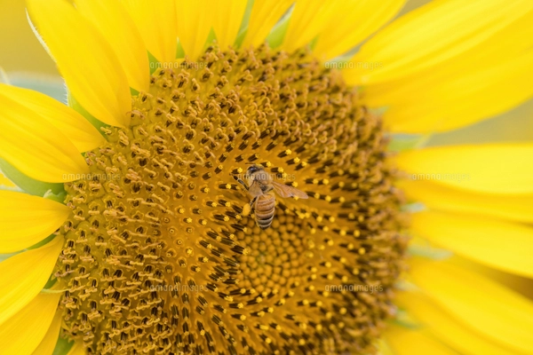 ひまわりと蜂の写真素材 [FYI02984184] | ストックフォトの Qlean