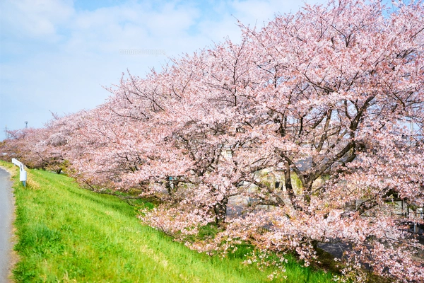 春の季節を感じさせる爽やかな青空と一面に咲く黄色の菜の花の花畑の