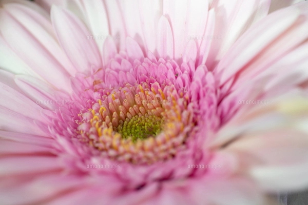 満開のピンク色の菊の写真素材 [FYI07958465] | ストックフォトの