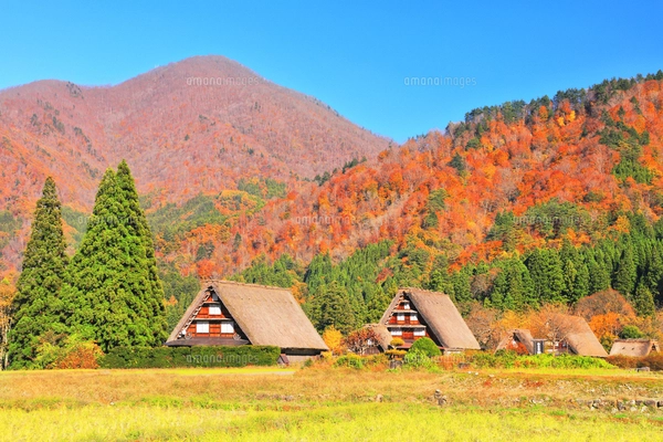 世界遺産 秋の城山展望台より白川郷合掌造り集落に紅葉の写真