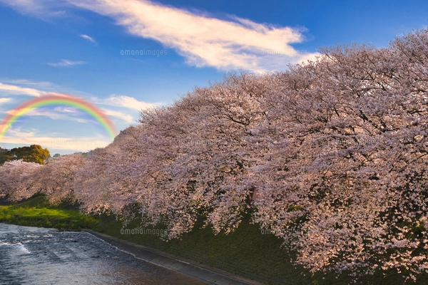 富士市の満開の桜並木と富士山の写真素材 [FYI07992095] | ストック