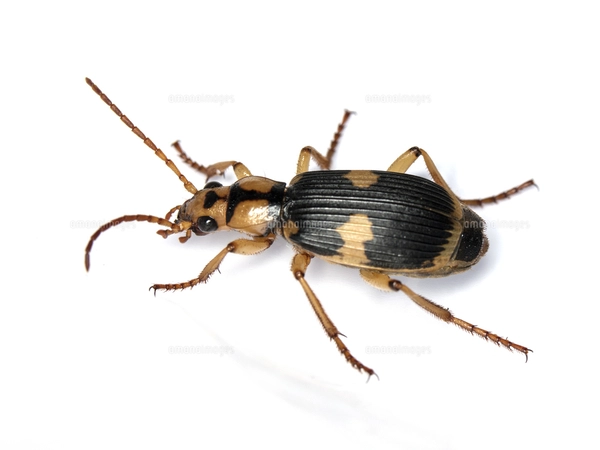 ヘッピリムシの代表格のミイデラゴミムシの写真素材 [FYI08011081