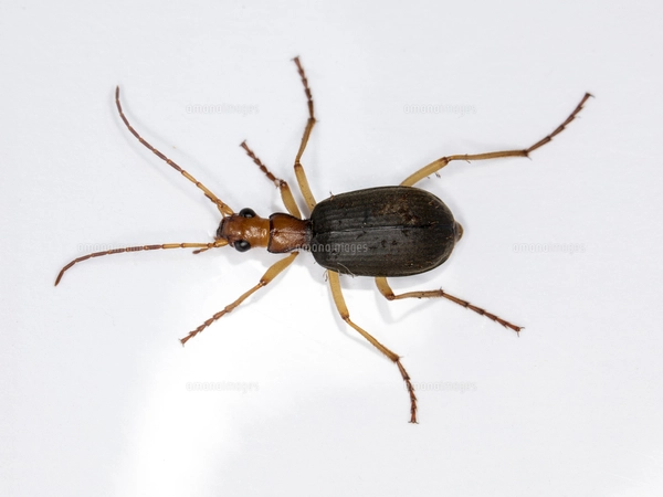 危険を感じた時に尻から高温ガスを噴射するオオホソクビゴミムシの写真