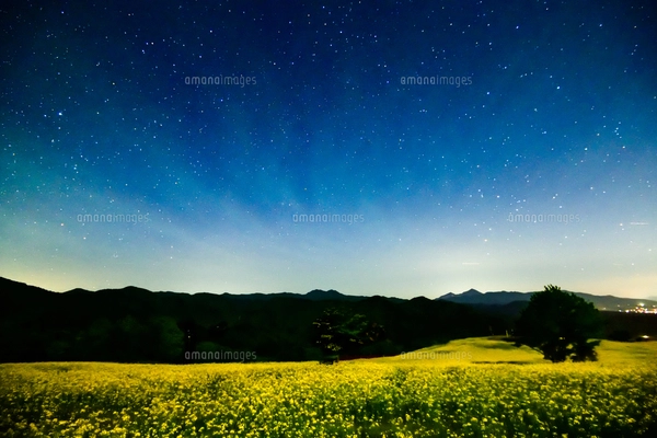 喜多方三ノ倉高原 月光に浮かぶ菜の花お花畑と星空の写真素材