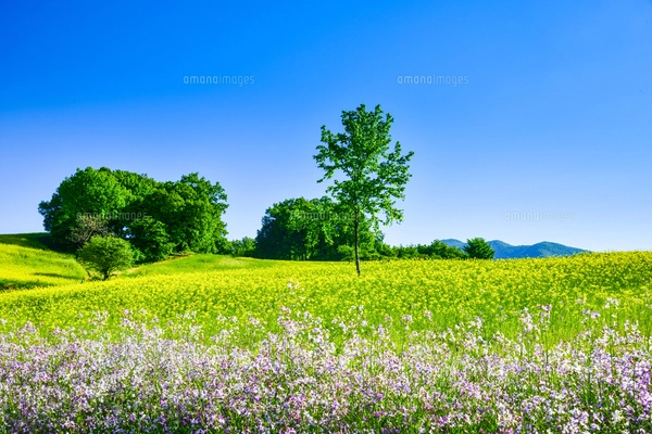 喜多方三ノ倉高原菜の花お花畑と青空の写真素材 [FYI08019616