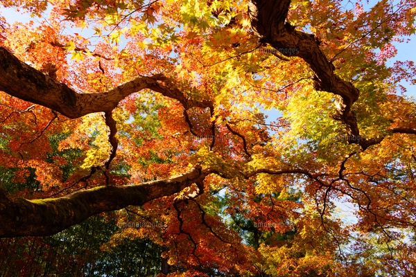 朝日で赤く染まる蔦沼の紅葉の写真素材 [FYI04794506
