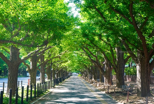 イチョウの木 春の朝 新緑の神宮外苑イチョウ並木（東京都港区）の写真素材