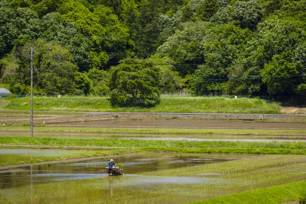 ビワの花 蕾 木 水彩のイラスト素材 [FYI03441411] | ストックフォトの