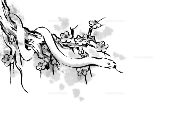 梅の木に登る白蛇の手描き線画のイラスト素材 [FYI08029775
