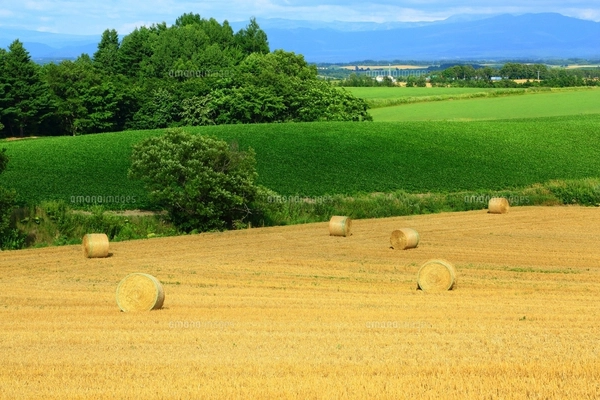 上富良野 田園風景 北海道の写真素材 [FYI08043273] | ストックフォト