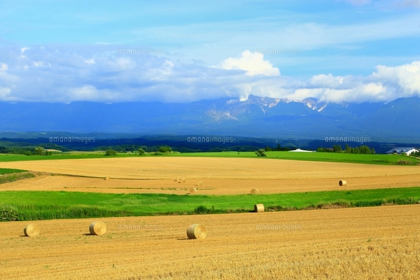 上富良野 田園風景 北海道の写真素材 [FYI08043271] | ストックフォト