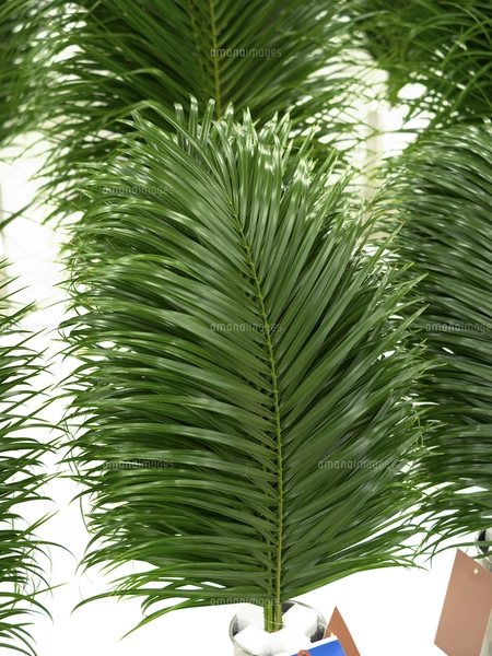 花 多肉植物 縁起の良い名前 金のなる木の写真素材 [FYI04996161