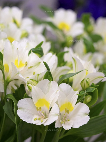 アリストロメリアの写真素材 [FYI04131118] | ストックフォトの Qlean