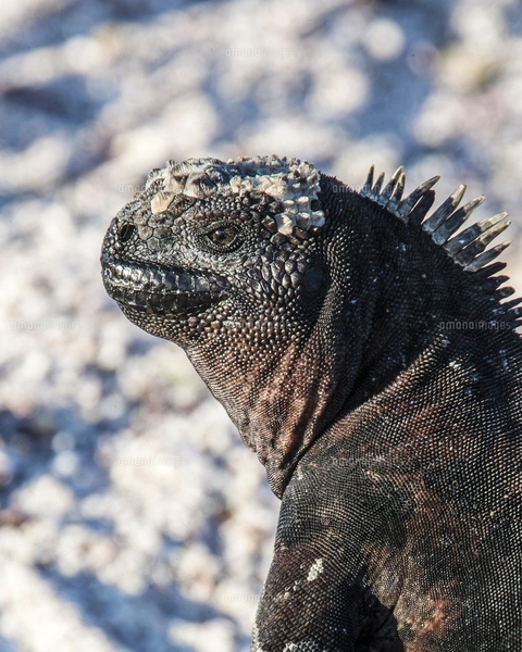 ガラパゴス諸島のエスパニョーラ島固有亜種のウミイグアナの顔面の写真
