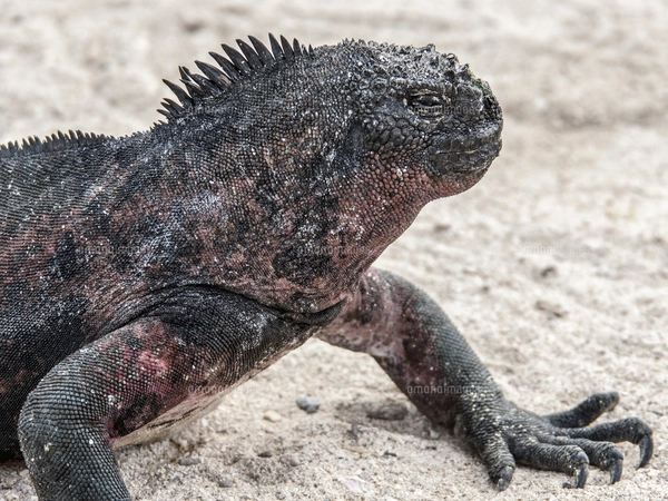 ガラパゴス諸島のエスパニョーラ島固有亜種のウミイグアナの顔面の写真
