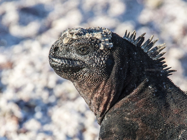 ガラパゴス諸島のエスパニョーラ島固有亜種のウミイグアナの顔面の写真