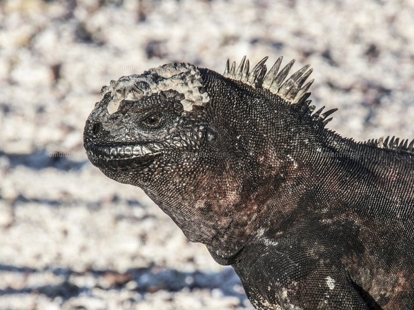 ガラパゴス諸島のエスパニョーラ島固有亜種のウミイグアナの顔面の写真