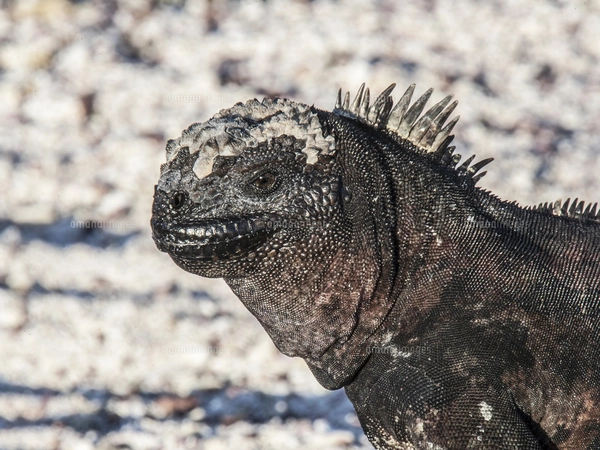 ガラパゴス諸島のエスパニョーラ島固有亜種のウミイグアナの頭胸部の