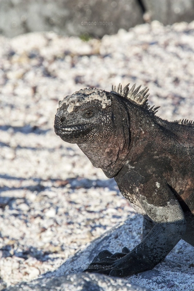 ガラパゴス諸島のエスパニョーラ島固有亜種のウミイグアナの顔面の写真