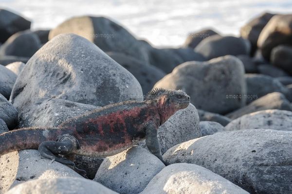 赤い体色が特徴のガラパゴス諸島エスパニョーラ島の固有亜種エスパ