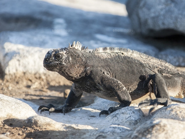 岩場を歩くガラパゴス諸島サウスプラザ島のウミイグアナの写真素材