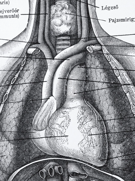 アンティーク解剖図 大判アート作品 アンティークの人体解剖図の写真素材 [FYI08061324] | ストック