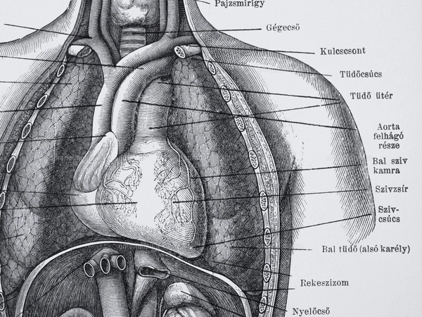 アンティーク解剖図 大判アート作品 アンティークの人体解剖図の写真素材 [FYI08061324] | ストック