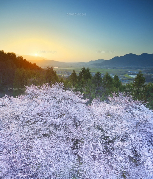 市坂峠の桜と浅間山から昇る朝日の写真素材 [FYI08064209] | ストック