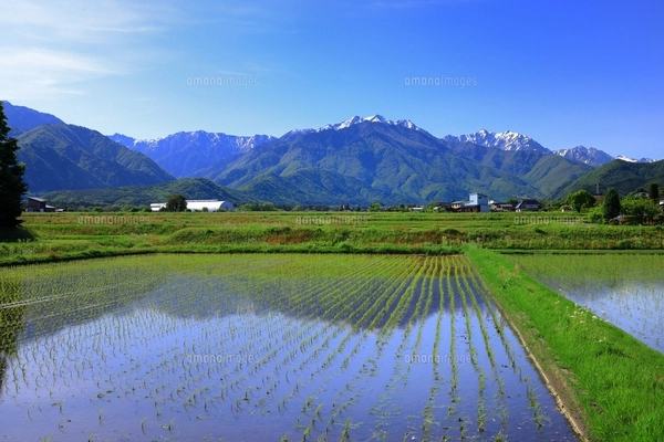残雪の北アルプスと田園風景 長野県の写真素材 [FYI08067705