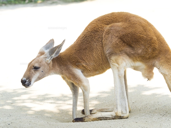 かわいいカンガルーの後ろ姿（シンガポール）の写真素材 [FYI04531836