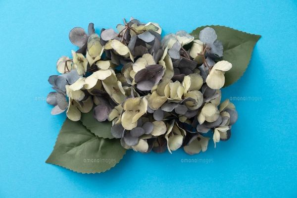 コスモス クリーム色の写真素材 [FYI00136851] | ストックフォトの