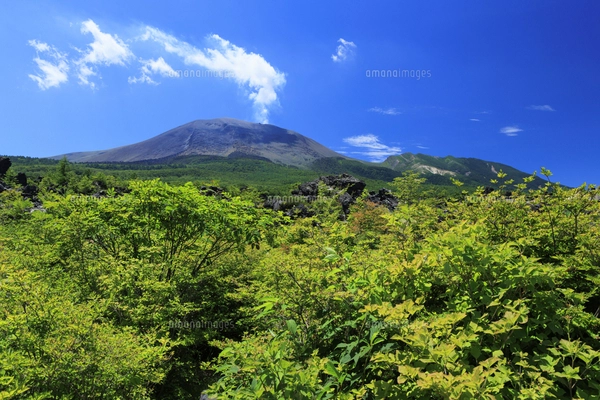 嬬恋村のキャベツ畑と浅間山の写真素材 [FYI08082882] | ストック