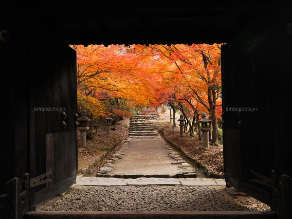 秋月城跡の紅葉の写真素材 [FYI08083405] | ストックフォトの Qlean