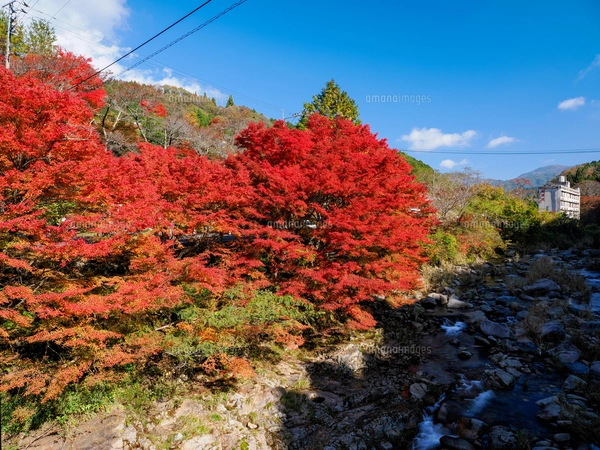 朝日で赤く染まる蔦沼の紅葉の写真素材 [FYI04794506