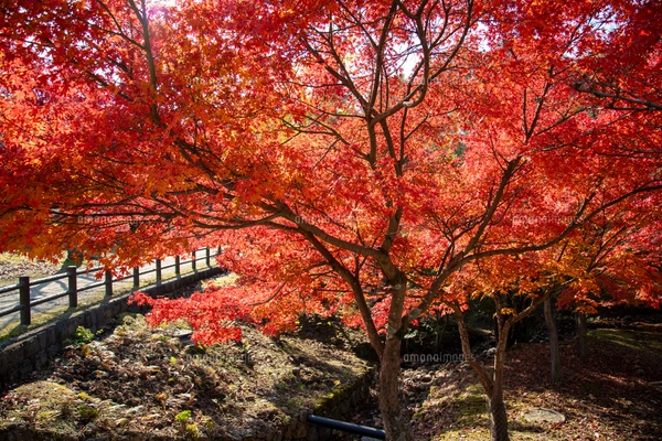 紅葉ページ 朝日で赤く染まる蔦沼の紅葉の写真素材 [FYI04794506