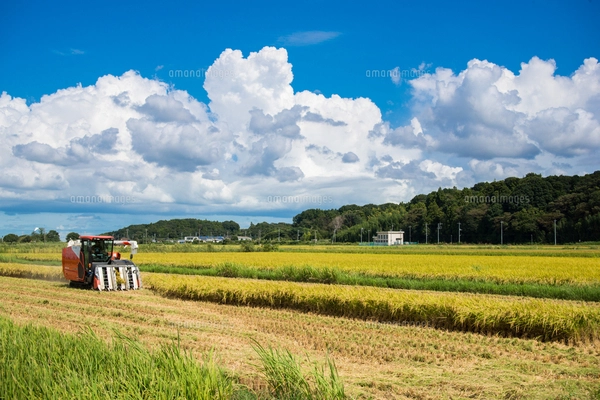ビワの花 蕾 木 水彩のイラスト素材 [FYI03441411] | ストックフォトの