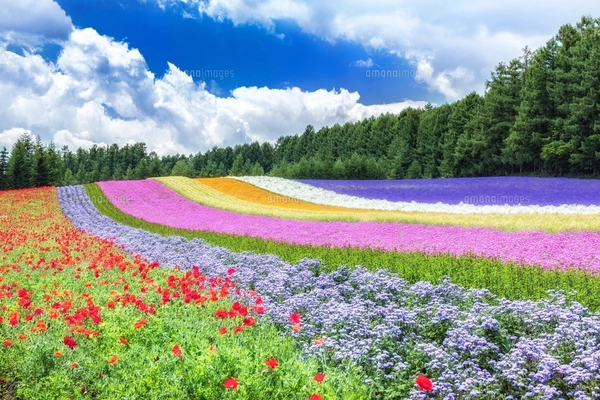 北海道・美瑛町 初夏の五稜の丘からの風景の写真素材 [FYI08106905