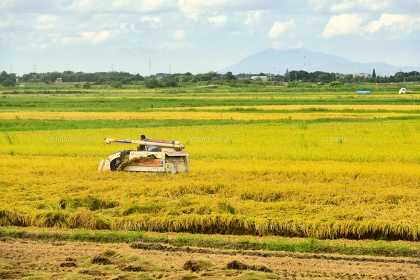 ビワの花 蕾 木 水彩のイラスト素材 [FYI03441411] | ストック