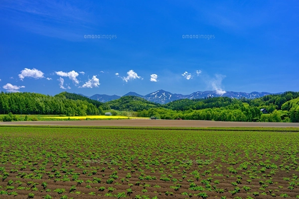 北海道・美瑛町 初夏の五稜の丘からの風景の写真素材 [FYI08106906