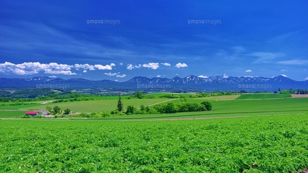北海道・美瑛町 初夏の五稜の丘からの風景の写真素材 [FYI08106905