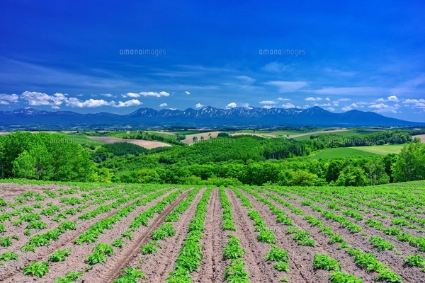 北海道・美瑛町 初夏の五稜の丘からの風景の写真素材 [FYI08106905