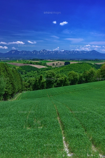 北海道・美瑛町 初夏の五稜の丘からの風景の写真素材 [FYI08106905