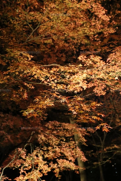 秋の陽射しを浴びて鮮やかに色づいた紅葉と木々の枝ぶりの写真素材