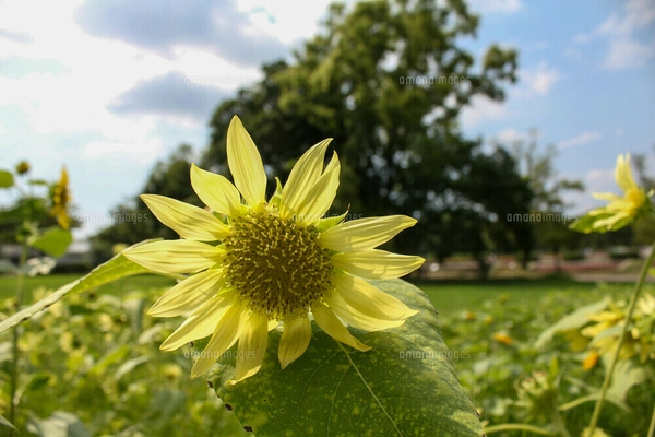 向日葵と青空の写真素材 [FYI00269939] | ストックフォトの Qlean