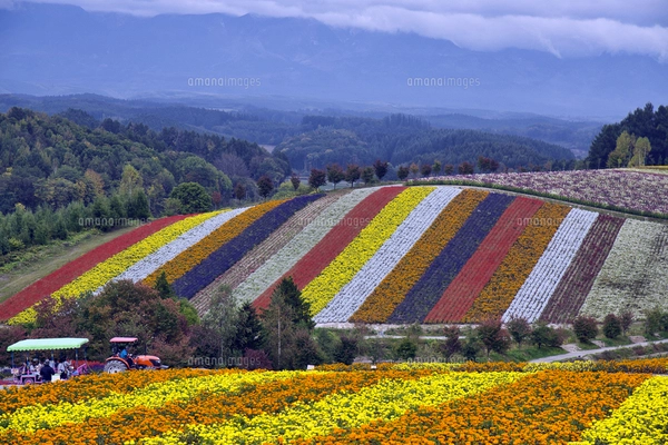 美瑛町の四季彩の丘の花畑の写真素材 [FYI08117436] | ストックフォト