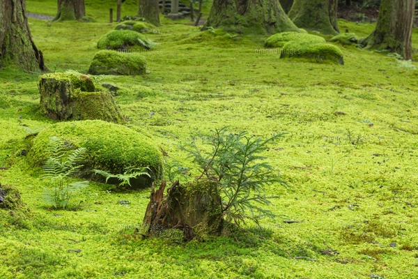 木の根を包む緑の苔が美しい朝の境内の写真素材 [FYI08132734 