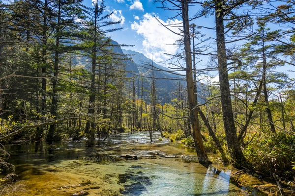 上高地 河童橋より梓川の清流と穂高連峰の紅葉に雪の写真素材