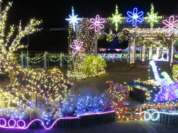 ポインセチアとクリスマスイルミネーションの写真素材 [FYI02497988