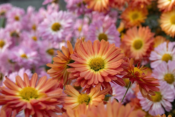 薄紫色の花弁を持つキクの群生の写真素材 [FYI08149205] | ストック